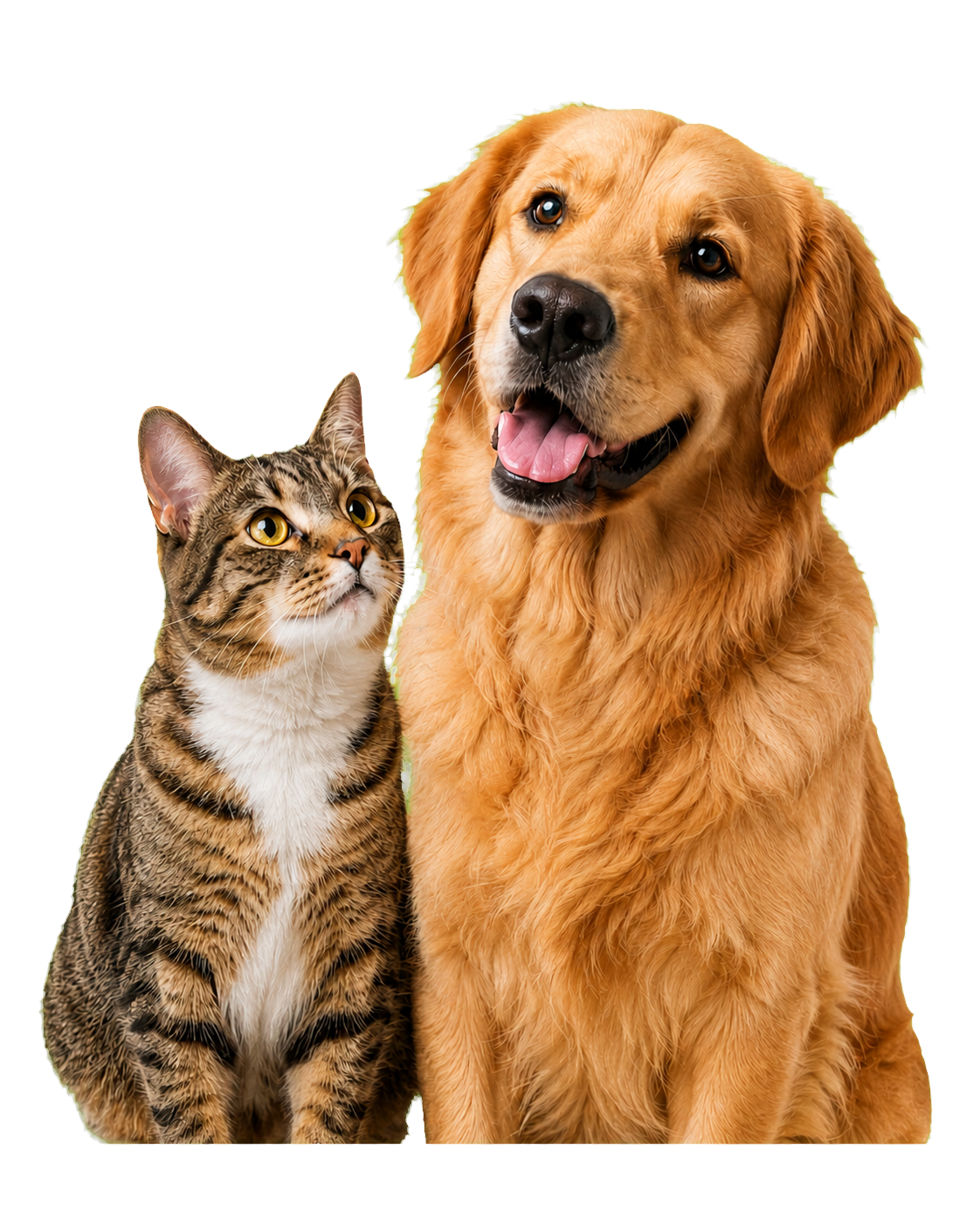 A friendly tabby cat and golden retriever