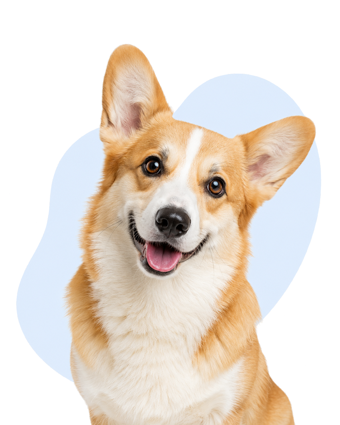 A cheerful corgi ready for a veterinary visit