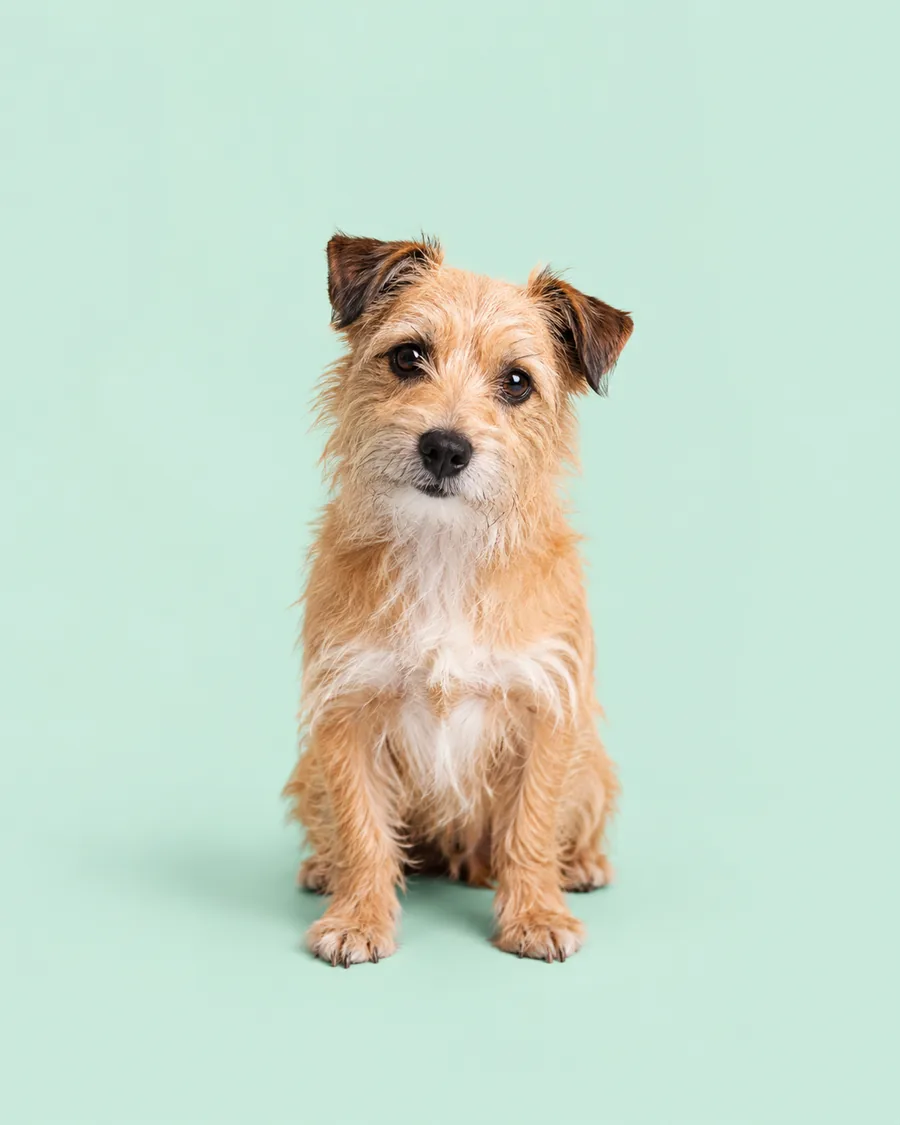 A terrier sitting calmly