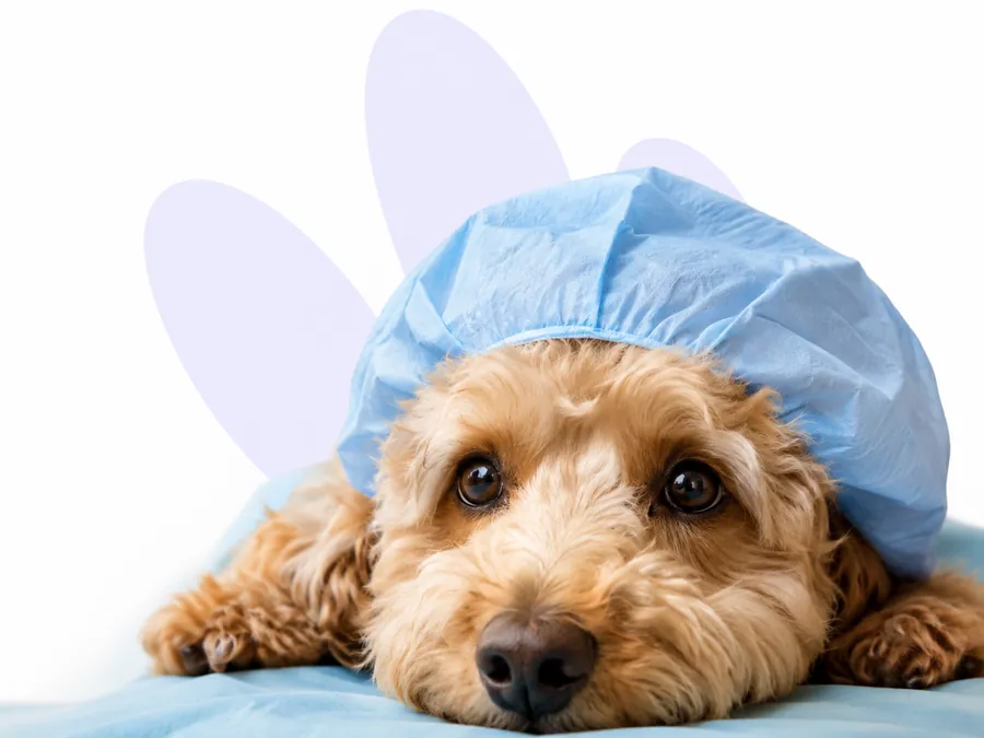 A calm poodle wearing a surgical cap before a procedure
