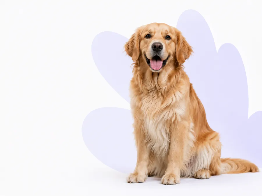 A happy golden retriever sitting for a wellness check-up