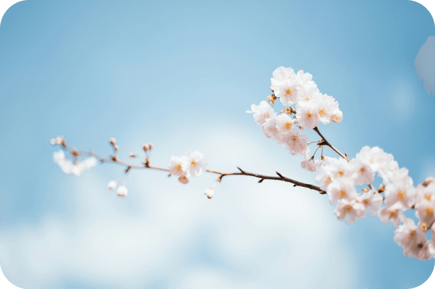 Emotional Healing: Give Yourself Time to Bloom