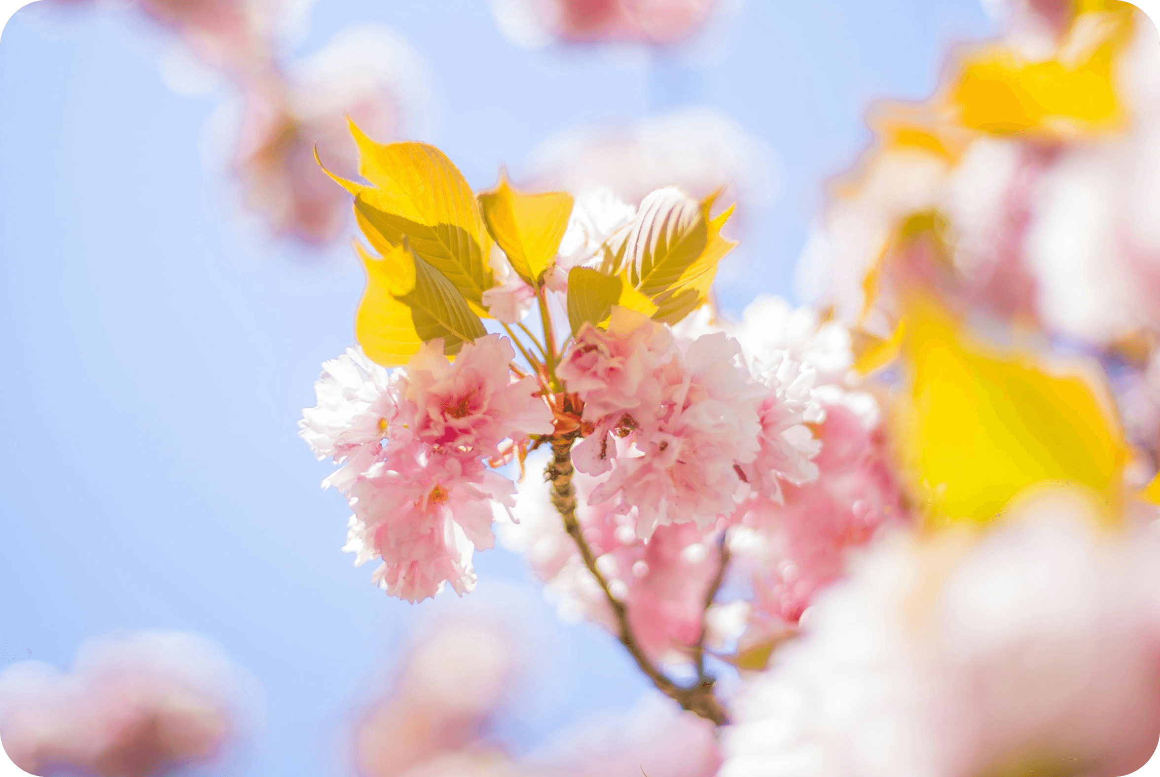 Blossom therapy visual